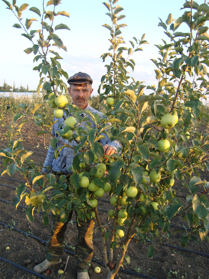 Саженцы яблони Голден Спур (Голдспур) - kuban-collector.ru